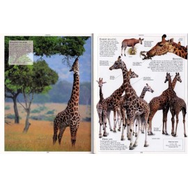 Encyclopedia of Animals