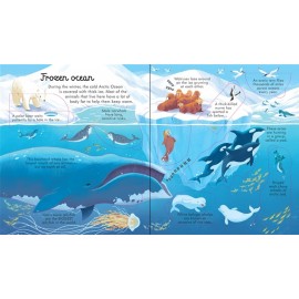 Look inside seas and oceans