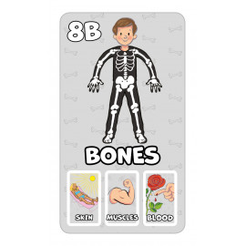 Kvarteto Učím se anglicky - The Human Body