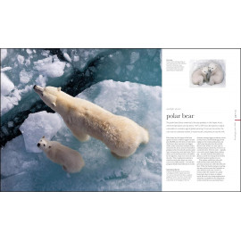 The Science of Animals: Inside their Secret World