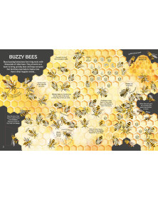 Usborne  See Inside Bugs and Butterflies