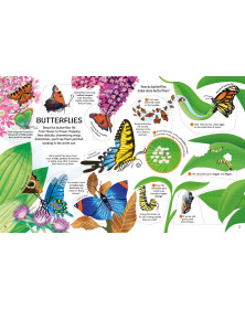 Usborne  See Inside Bugs and Butterflies