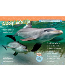 Superstars of the Sea Collection (National Geographic Kids Readers, Level 2)