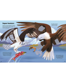 Usborne  Shimmery Stickers Birds
